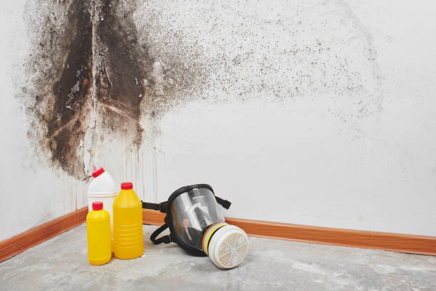 Best Emergency Mold Removal  in Marlene Village, OR