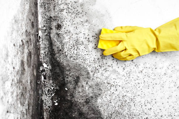Attic Mold Removal in Marlene Village, OR