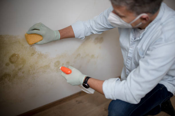 Best Attic Mold Removal  in Marlene Village, OR