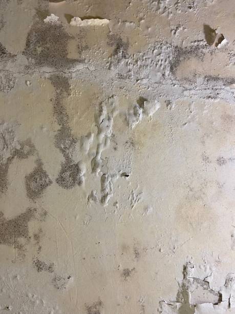 Attic Mold Removal in Marlene Village, OR