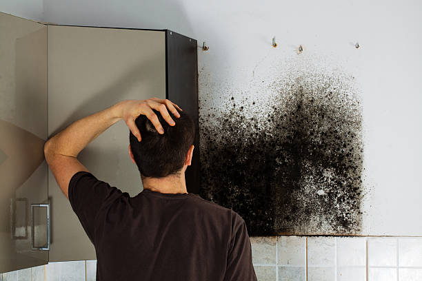 Mold Testing and Removal in Marlene Village, OR