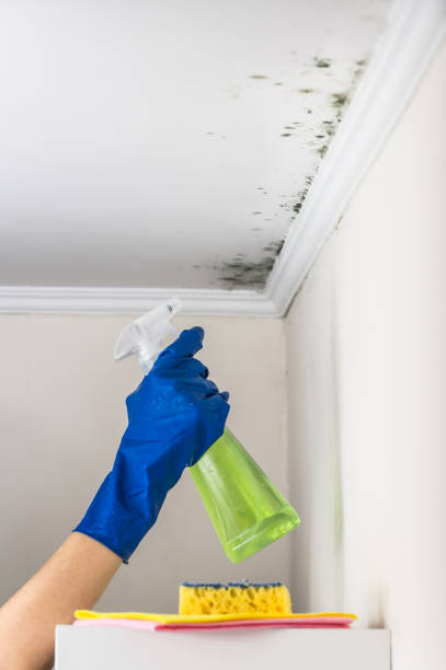 Best Toxic Mold Removal  in Marlene Village, OR