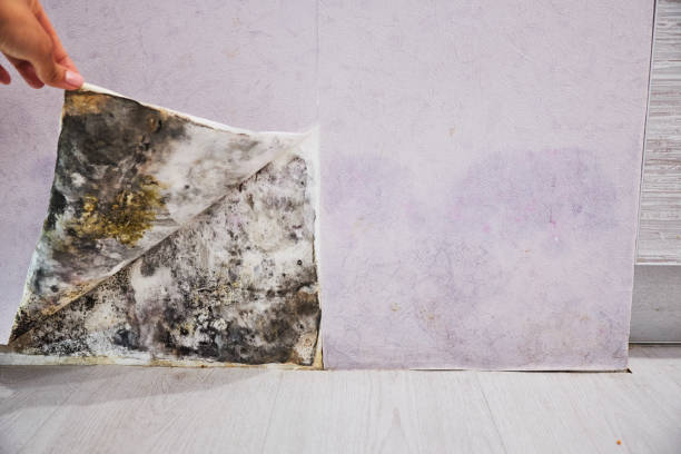 Best Fast Mold Removal  in Marlene Village, OR